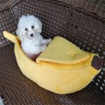 Banan hunden
