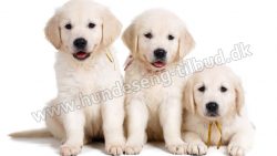 3 labrador hvalpe