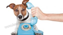 Telefon hunden