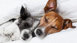 Hunde som sover sammen